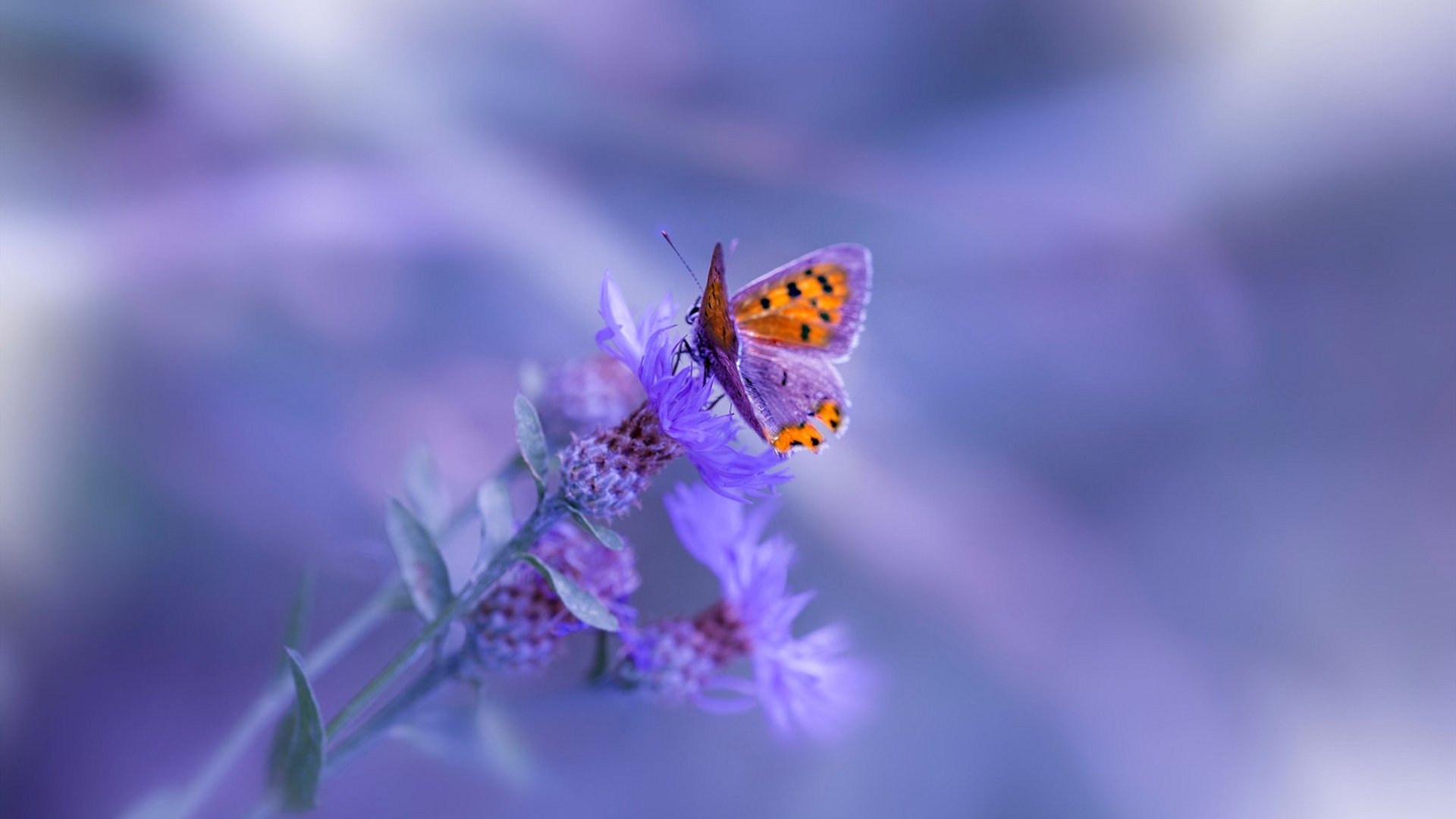 全国大学生田径锦标赛精彩纷呈,全国大学生田径比赛