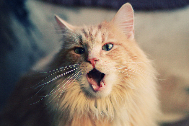 校园体育场馆智能调度方案研究,校园体育场馆智能调度方案研究内容