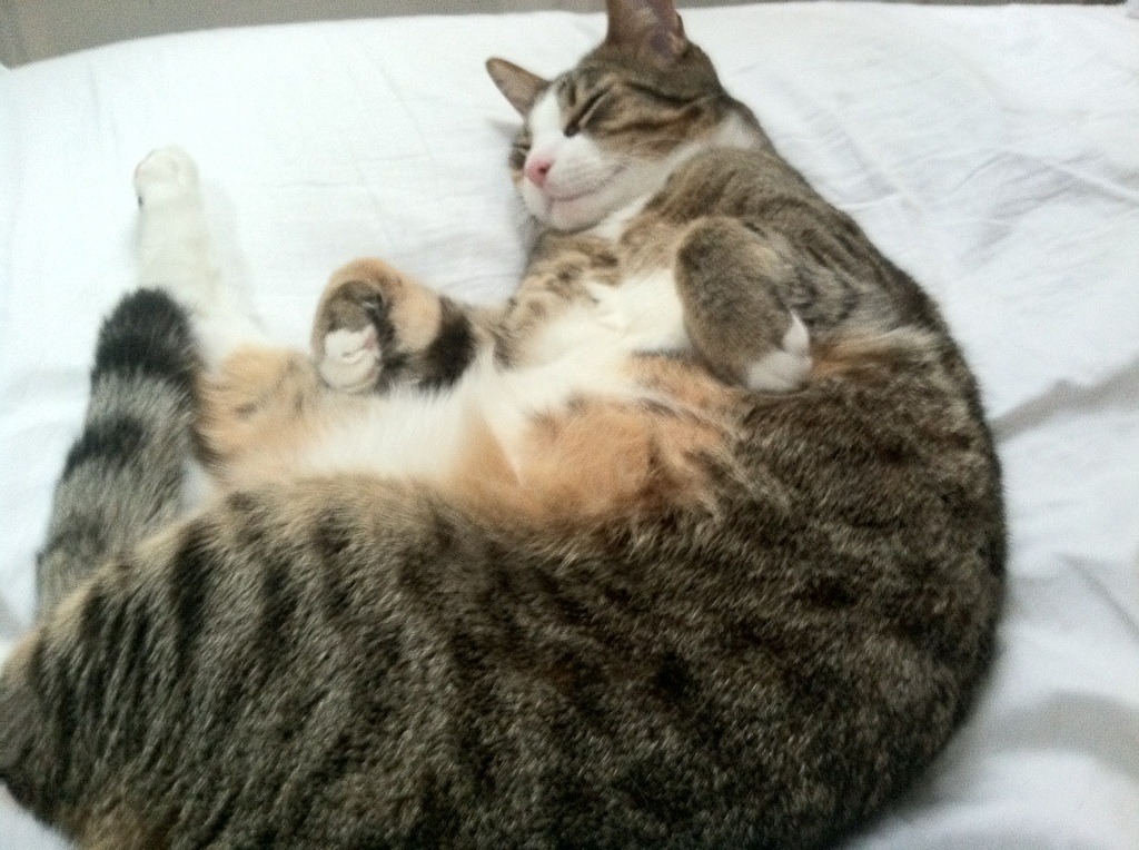 公牛防守效率提升引数据分析师称赞,公牛几个防守一阵