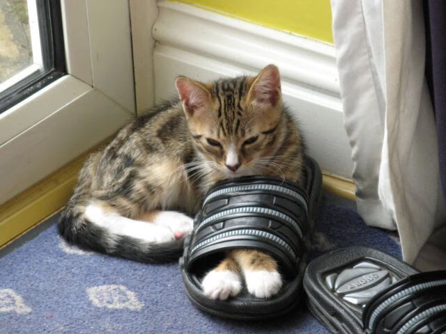 哈伦展现极致爆发力与稳定性，什么叫哈伦