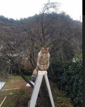 塞尔维亚女篮在欧洲锦标赛中表现出色，争夺冠军荣耀，塞尔维亚女篮 欧洲冠军