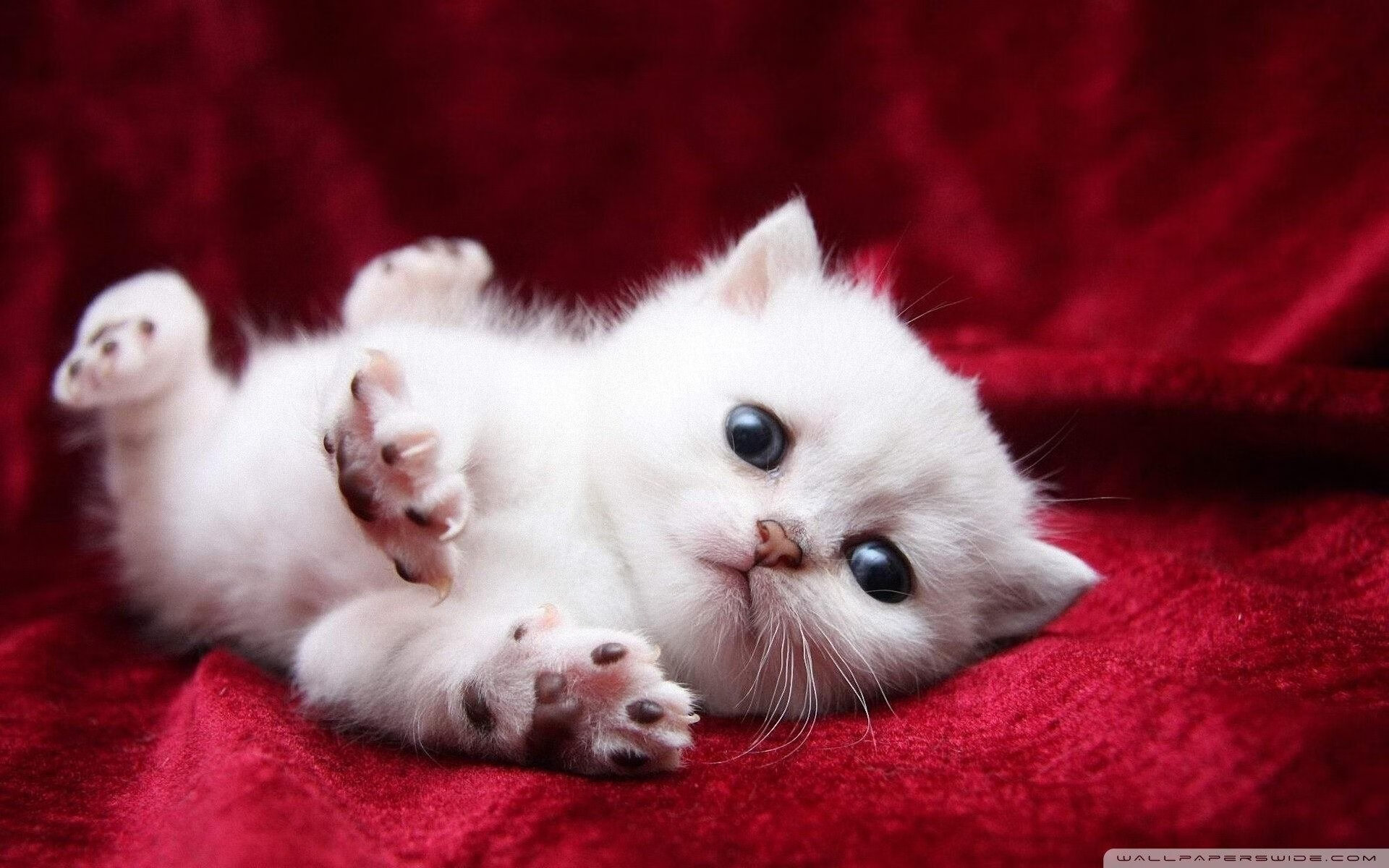 华体会登陆-爱尔兰橄榄球政策助力俱乐部和青训体系发展，爱尔兰橄榄球国家队