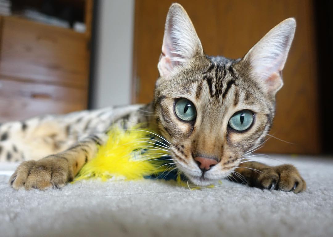 西甲攻防转换：精彩不断，高潮迭起，西甲防守强度