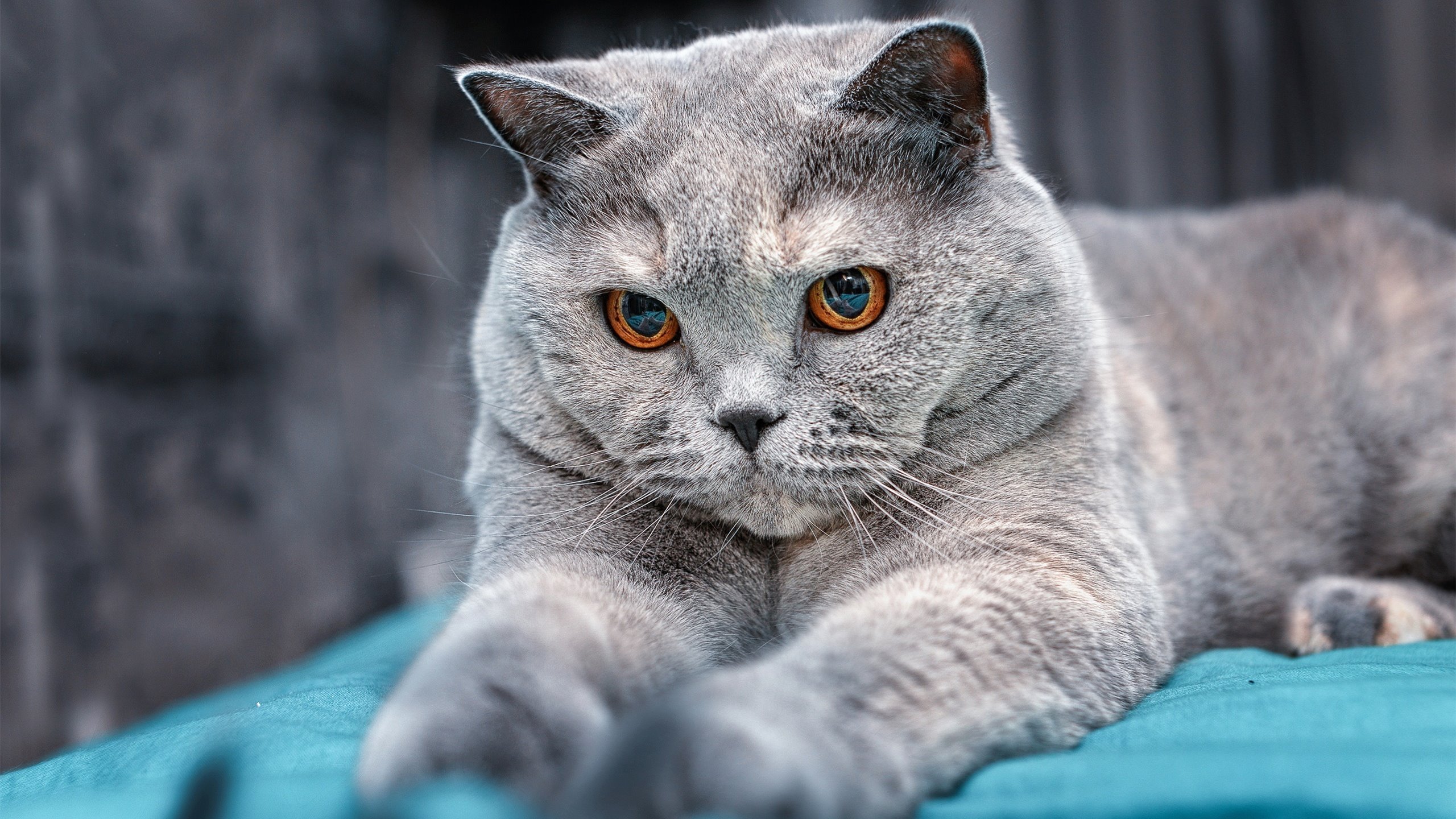 PSG压力下战术执行力下降显著——高压场景中的应变之道