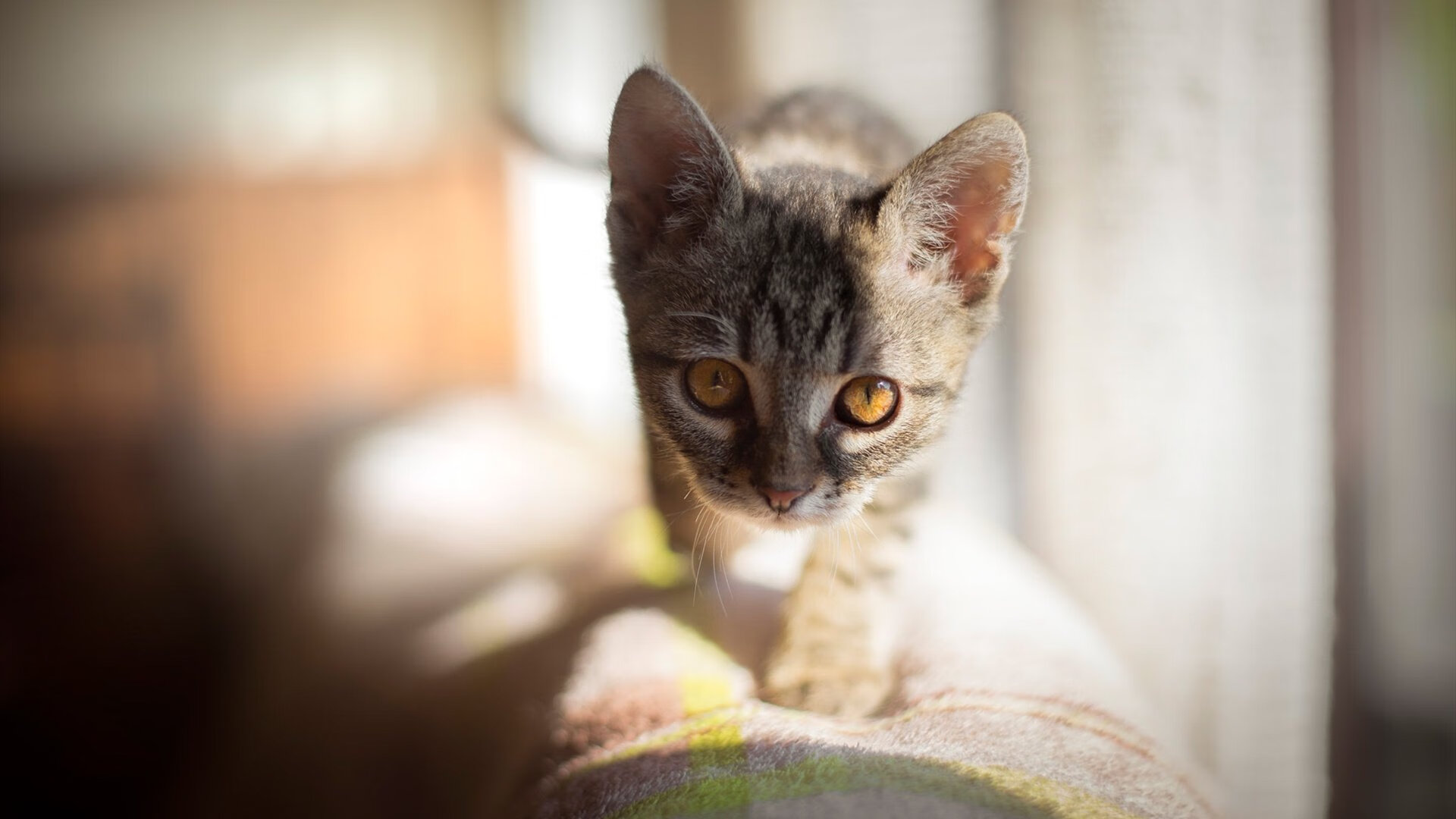 中国篮球数据分析系统的发展潜力，中国篮球数据库查询